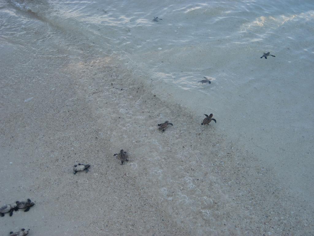 فندق سيمارانغفي  Escape Karimunjawa المظهر الخارجي الصورة